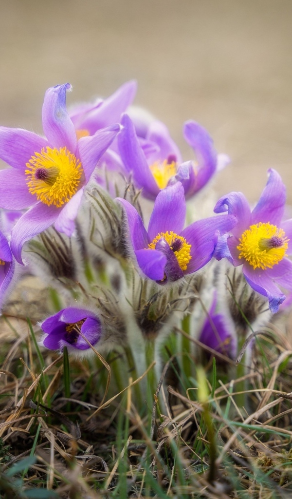 Маленькие цветы прострела растут в траве