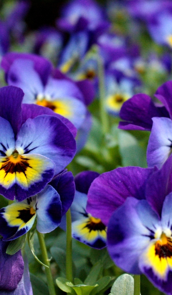 Маленькие цветы Анютины глазки