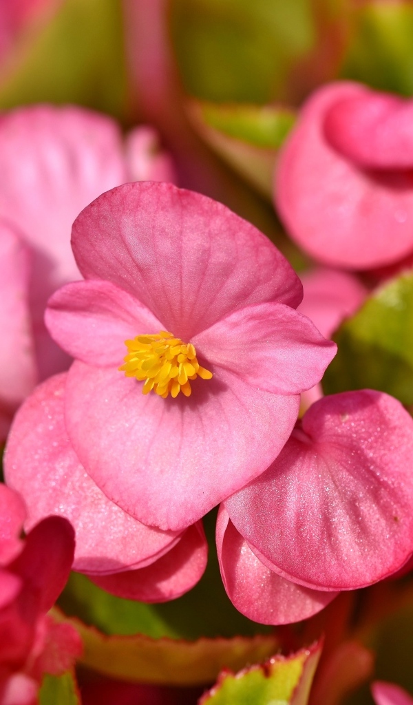 Мелкие розовые цветы бегонии 