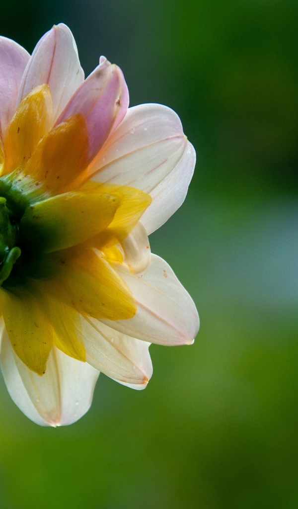 Маленький розовый цветок георгина