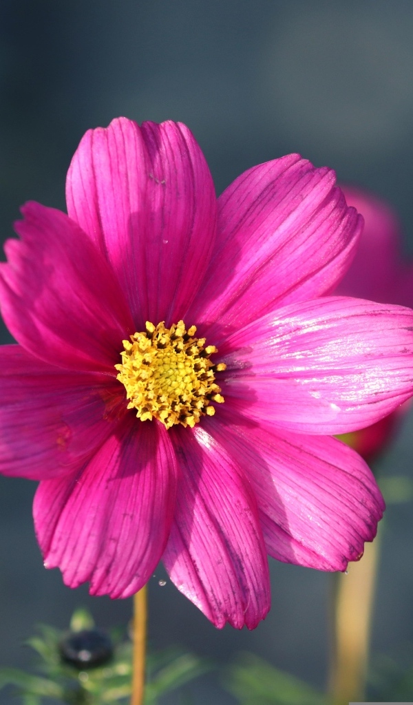 Маленький розовый цветок георгина крупным планом