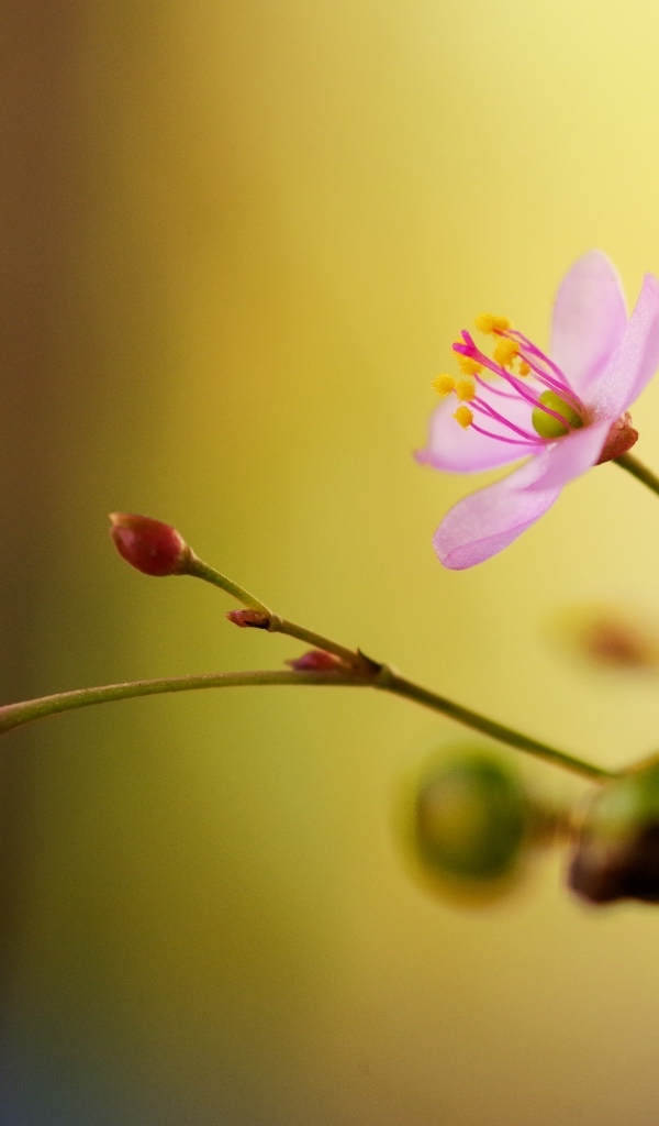 Маленькие розовые нежные цветы крупным планом