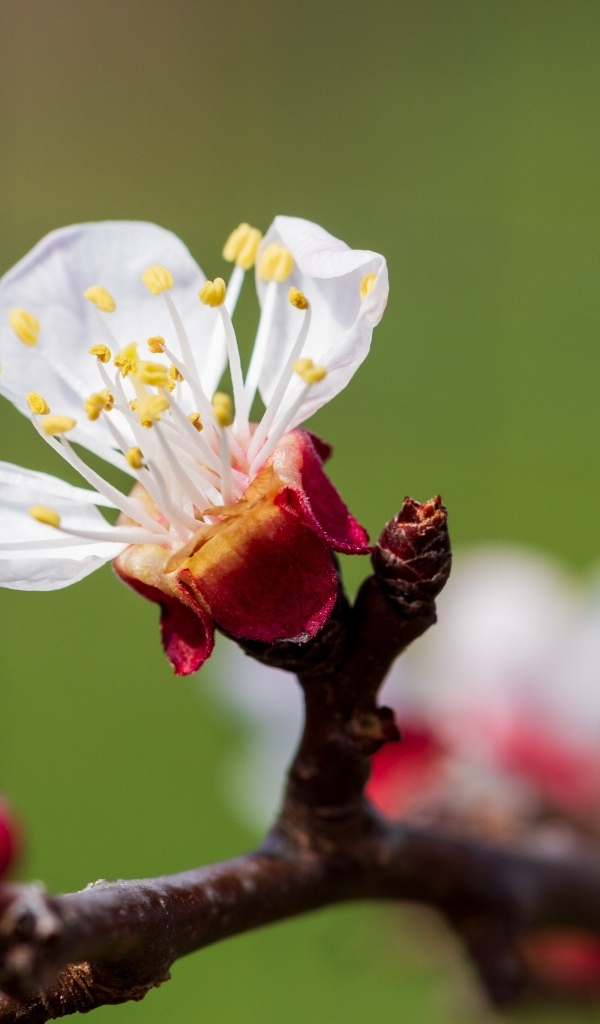 Маленький розовый цветок на ветке абрикоса весной
