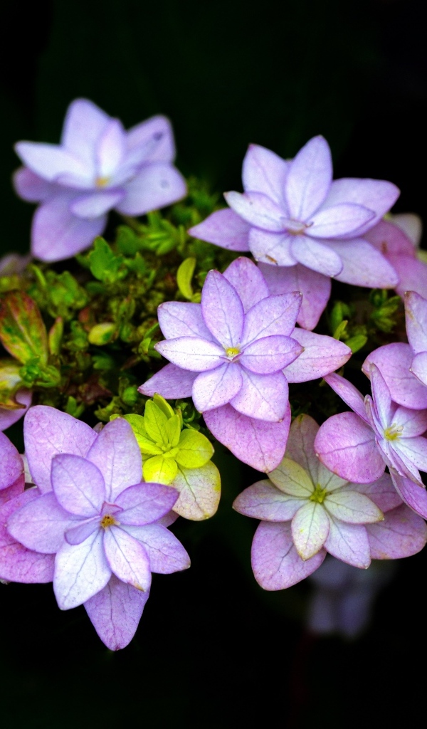 Мелкие розовые цветы на черном фоне