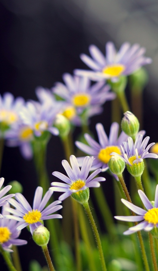 Маленькие фиолетовые ромашки крупным планом