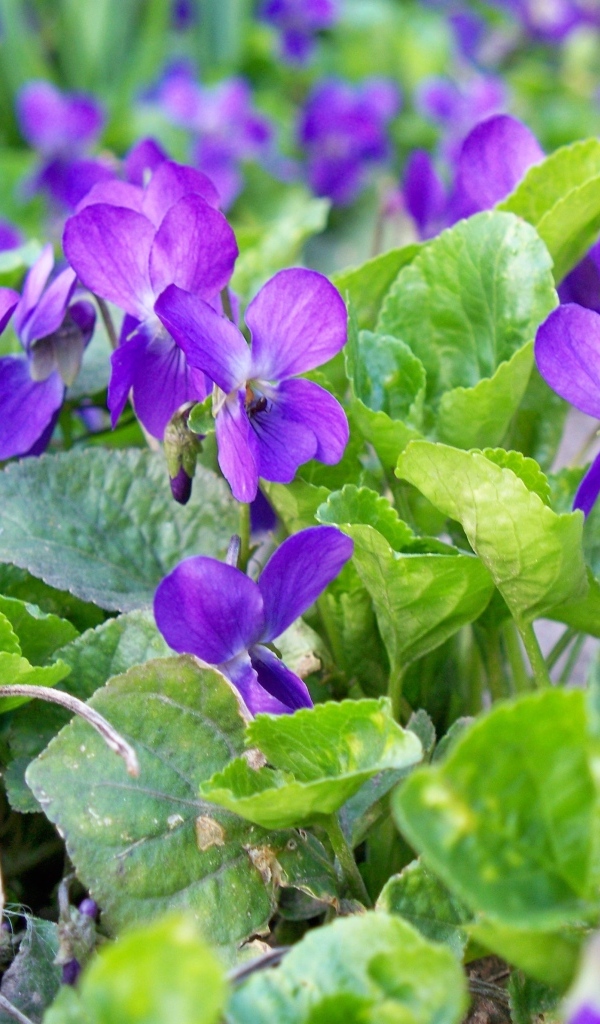 Маленькие фиолетовые цветы фиалки