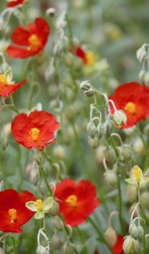 Маленькие красные цветы с бутонами крупным планом