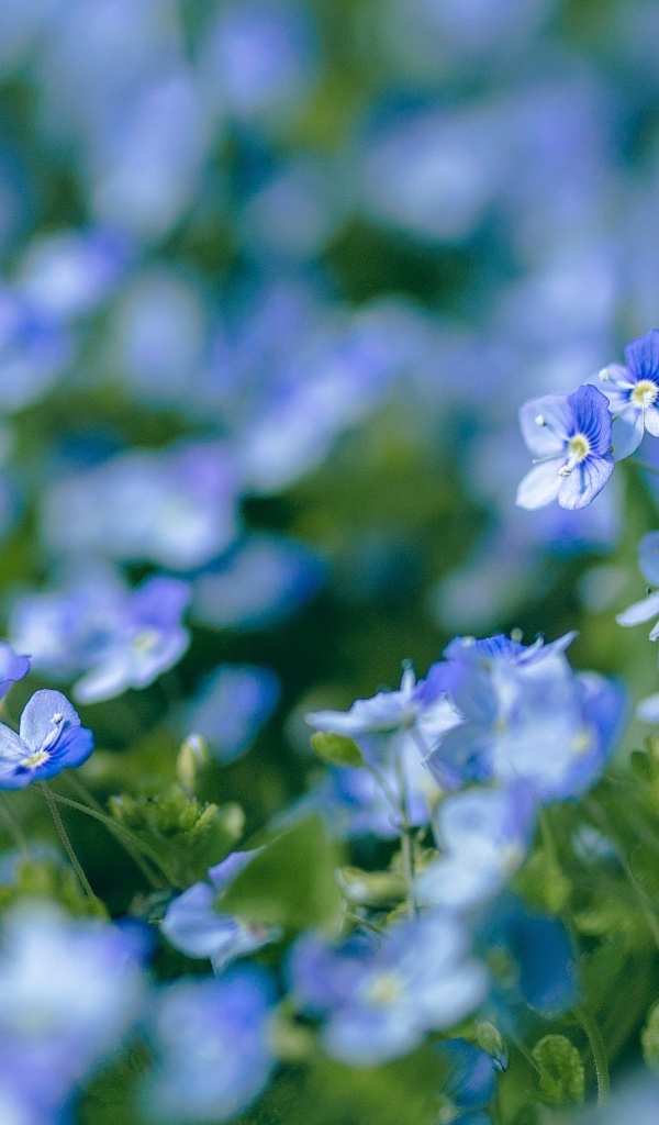 Маленькие мелкие цветы незабудки на клумбе