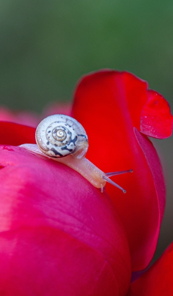 Маленькая улитка на цветке пиона