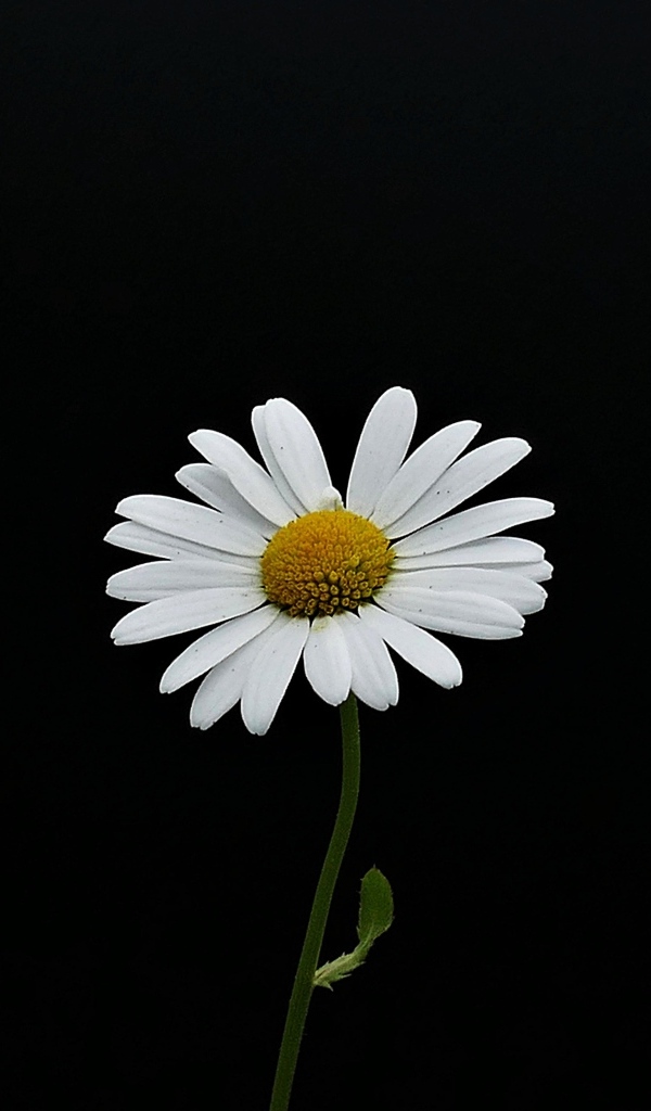 Маленькая нежная белая ромашка на черном фоне