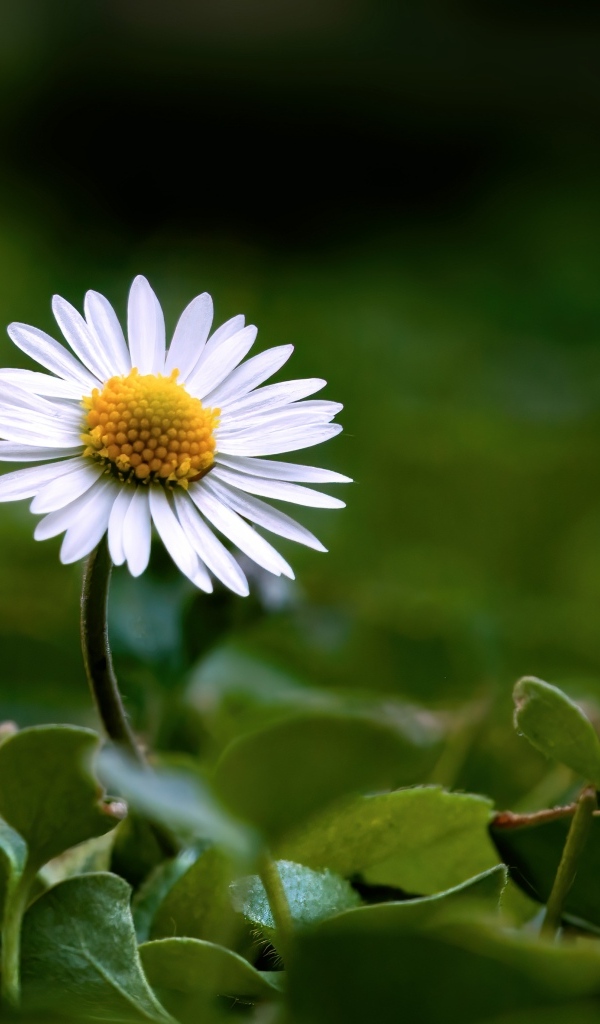 Маленький белый цветок ромашки в зеленых листьях
