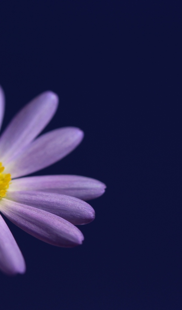 Маленький белый цветок ромашки на синем фоне