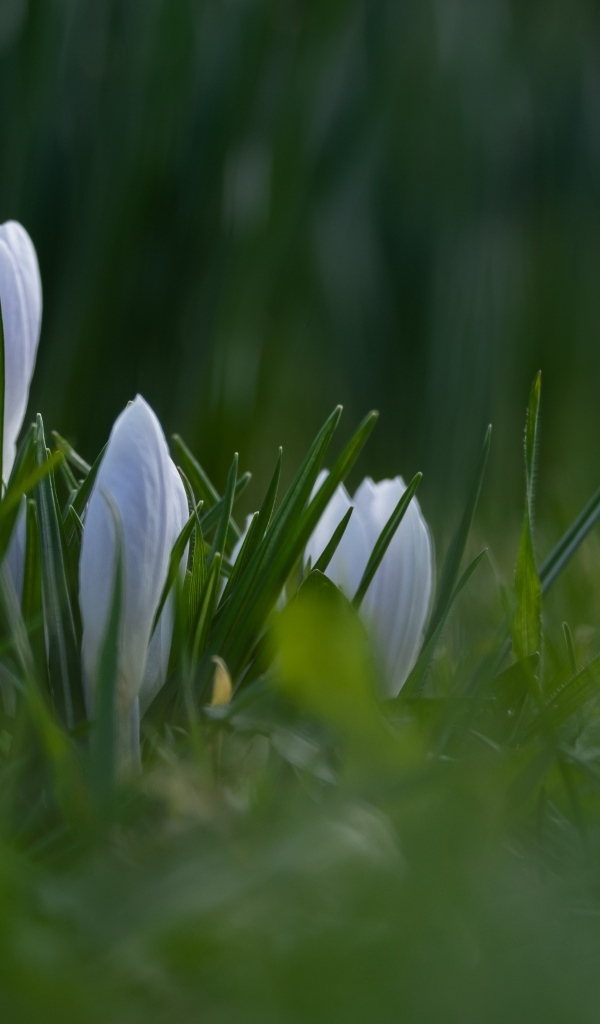 Маленькие белые цветы крокуса пробиваются в зеленой траве