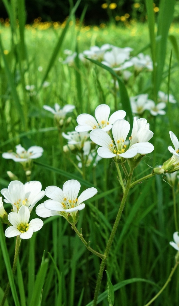 Маленькие белые цветы крестовик в зеленой траве