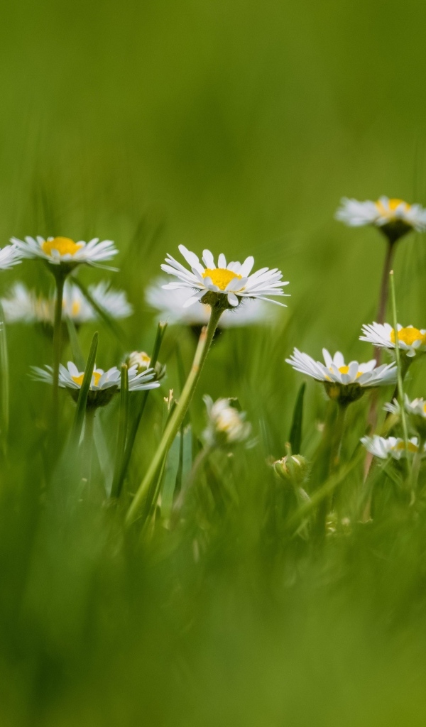 Маленькие белые ромашки в зеленой траве