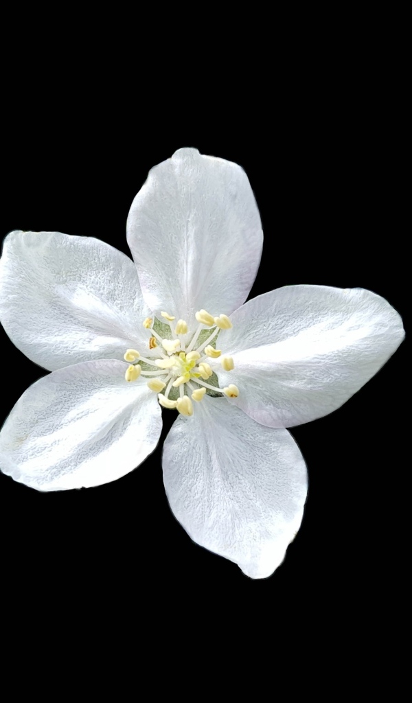 Маленький белый цветок на черном фоне