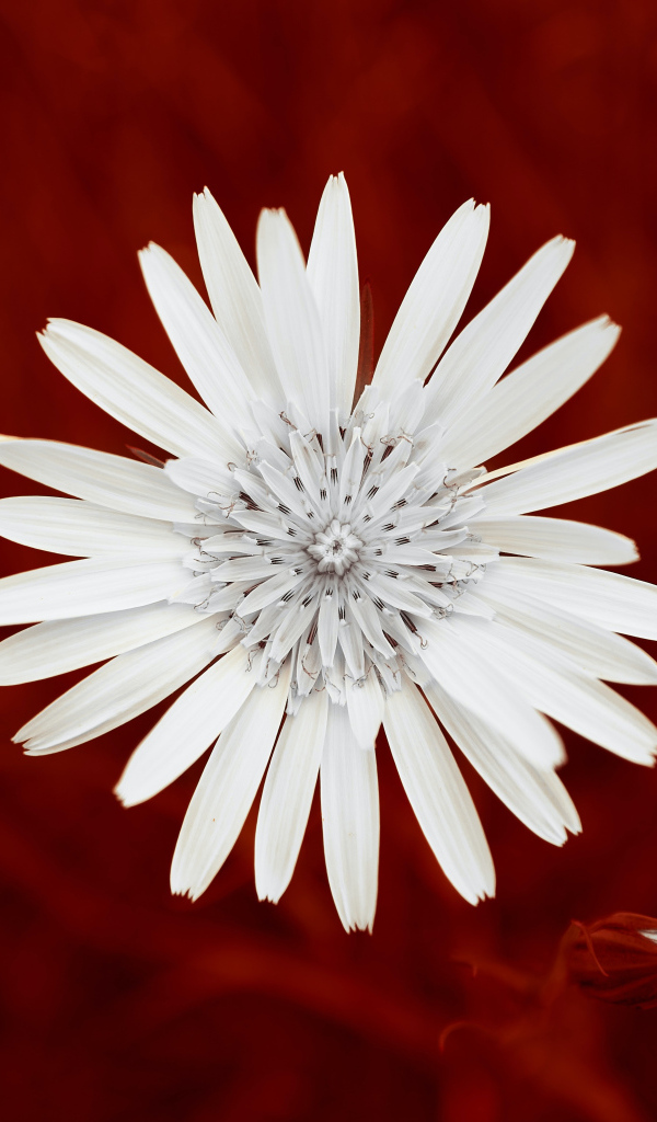 Маленький белый цветок на красном фоне