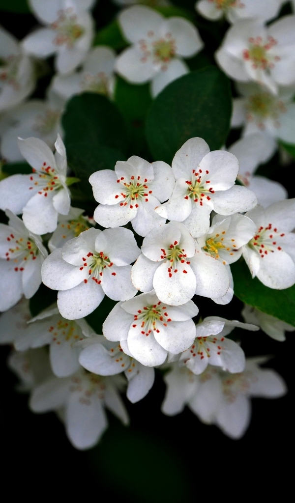 Мелкие белые цветы на ветке весной