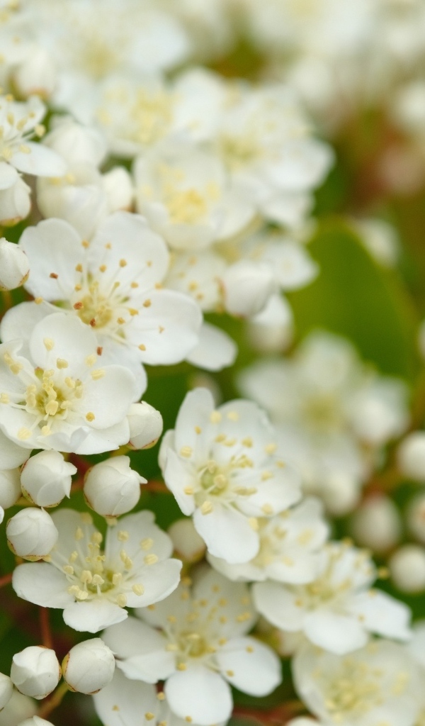 Мелкие белые цветы на кусту