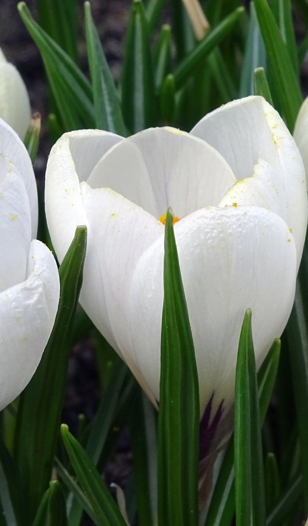 Маленькие белые весенние крокусы опыляет пчела