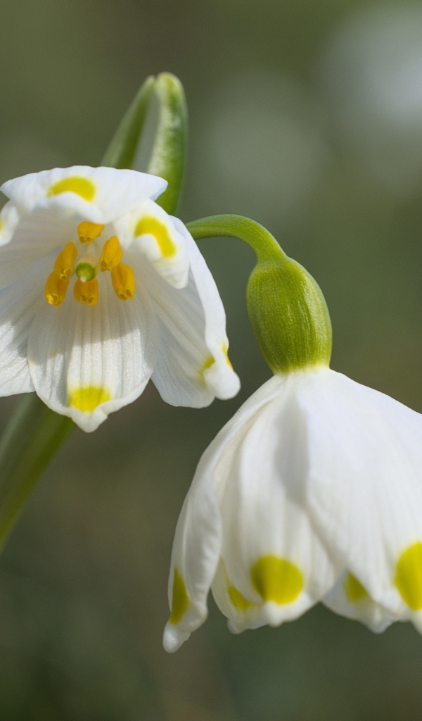 Маленькие белые весенние цветы