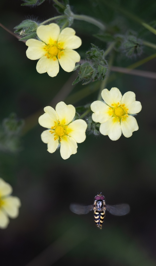 Маленькие желтые цветы лапчатка 