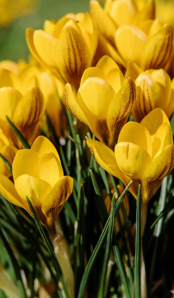 Маленькие желтые крокусы распустились весной 