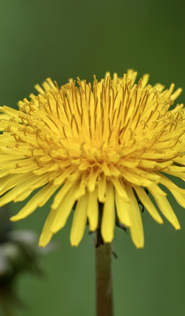 Маленький желтый одуванчик на зеленом фоне