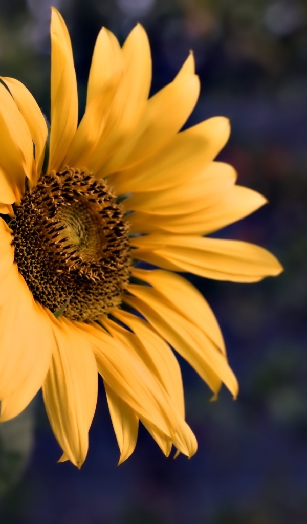 Маленький желтый цветок полевого подсолнуха