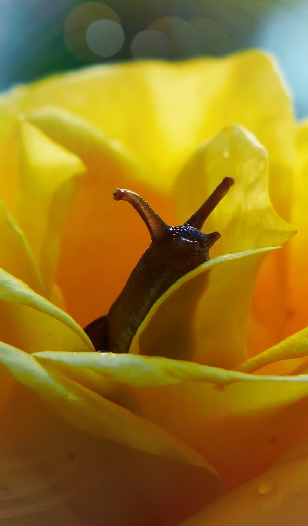 Улитка прячется в цветке желтой розы