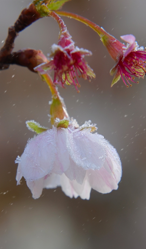 Снег падает на розовый цветок