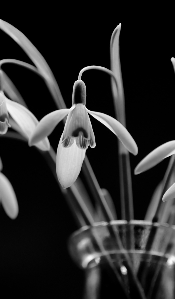 Подснежники в стеклянной вазе черно-белое фото