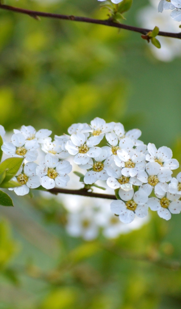Дерево спирея аргута с белыми цветами
