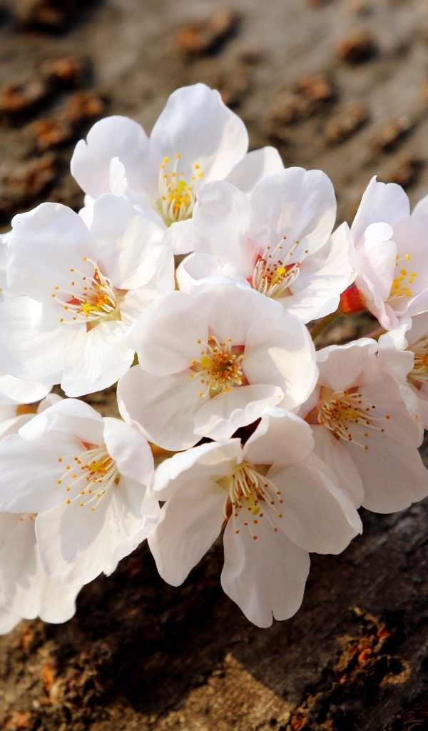 Весенние цветы абрикоса сорванные с веток