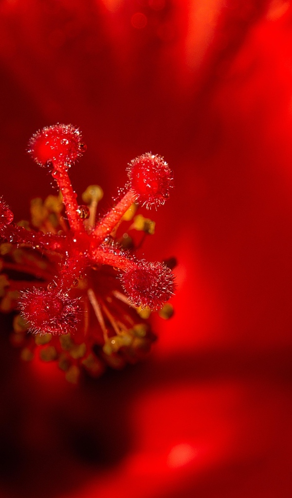 Тычинка цветка красного гибискуса