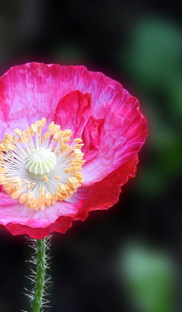 Летний яркий цветок полевого мака