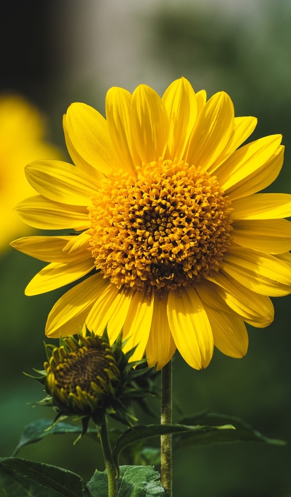 Подсолнух с бутонами крупным планом