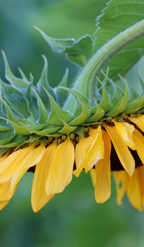 Подсолнух с желтыми лепестками опустился к земле