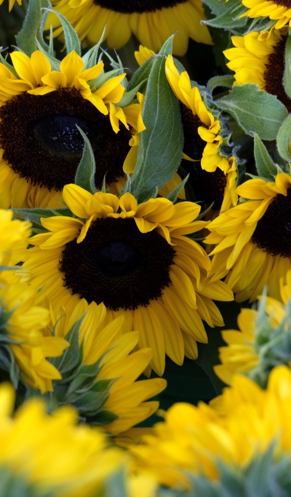 Подсолнухи цветут на поле летом