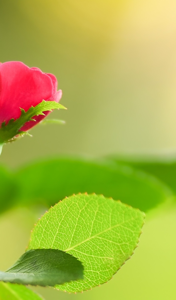 Нежная маленькая розовая роза с зелеными листьями