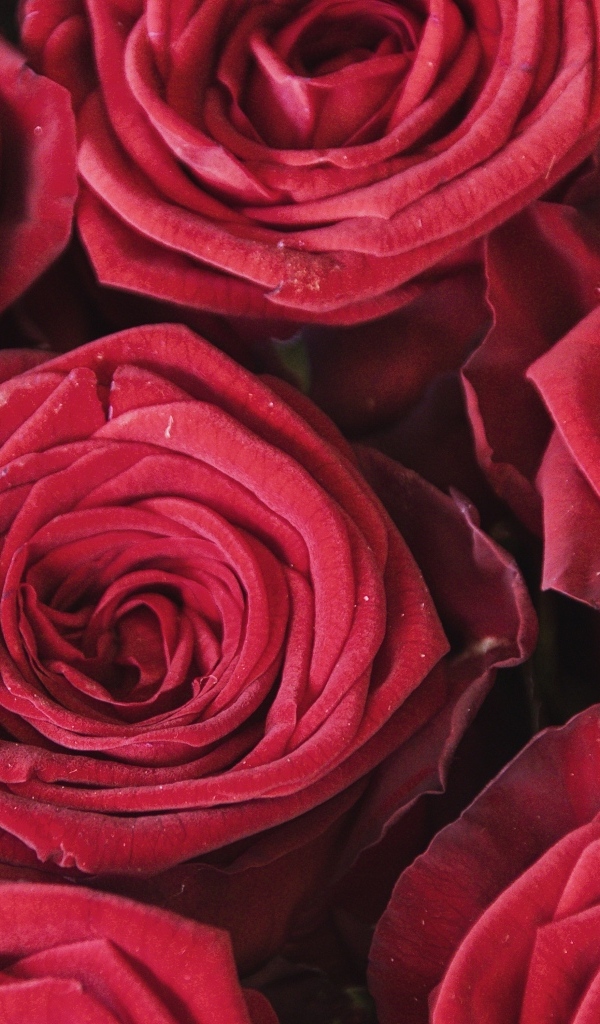 Махровые цветы красной розы