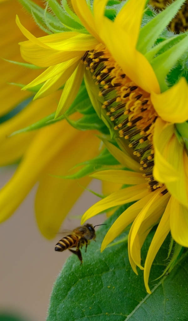 Пчела кружит у цветов подсолнуха