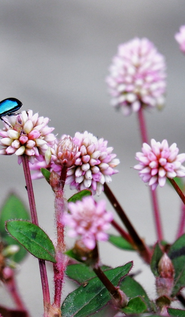 Жук сидит на розовых маленьких цветах