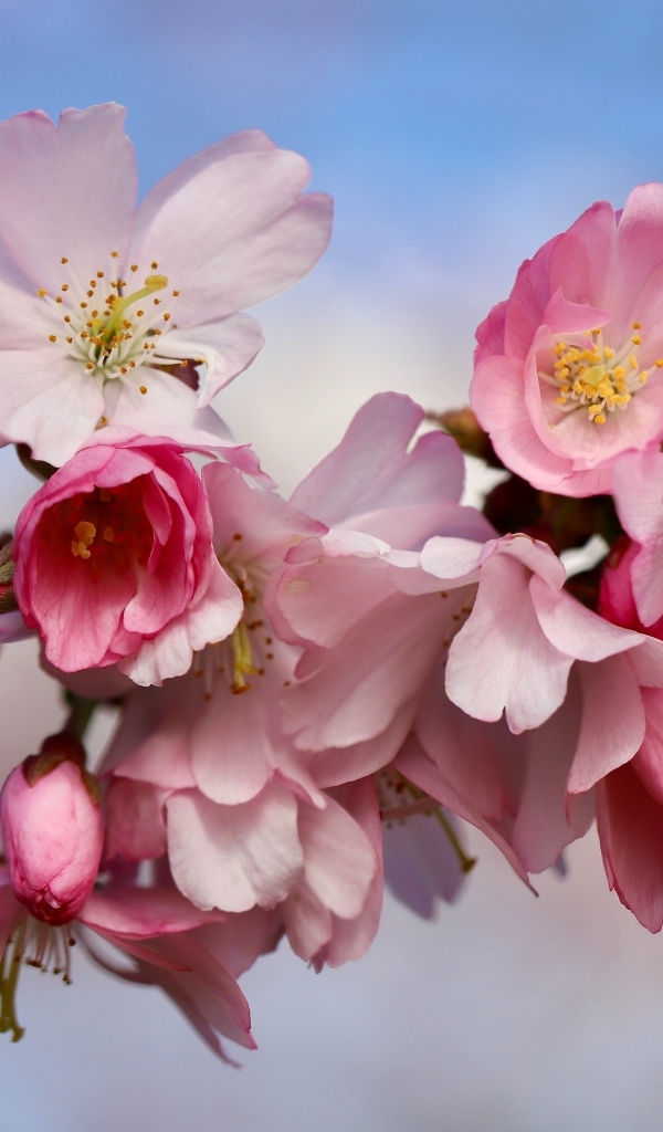 Первые розовые цветы на ветке дерева весной