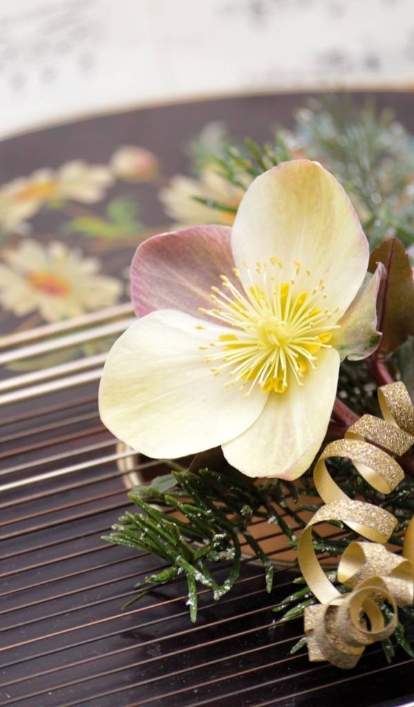 Цветок лежит на музыкальном инструменте