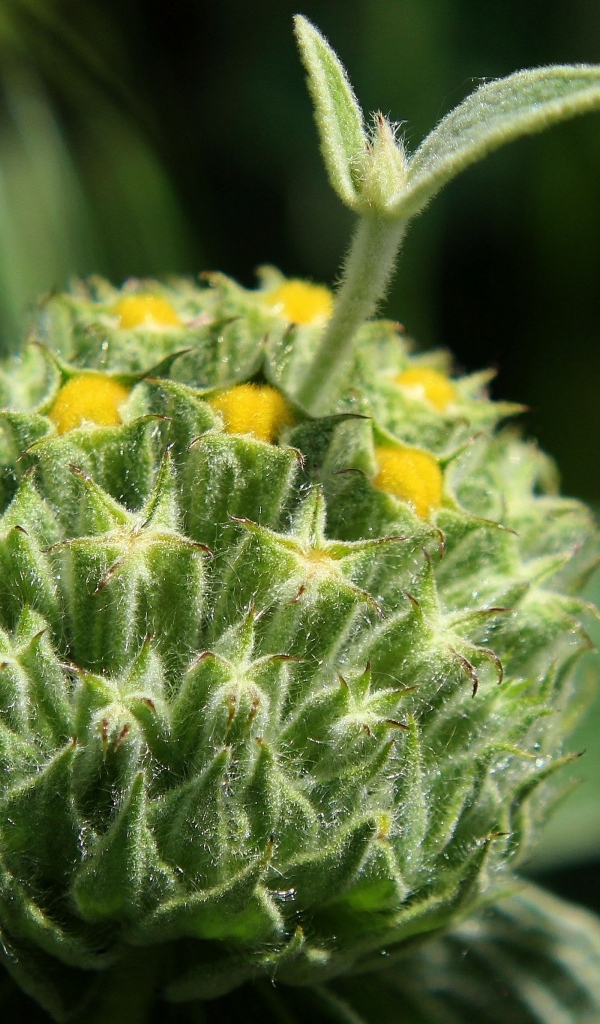 Зеленый бутон цветка распускается 