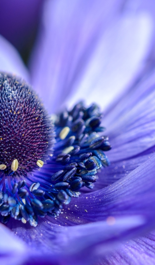 Серединка красивого цветка анемоны