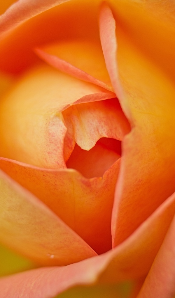 Серединка красивой оранжевой розы