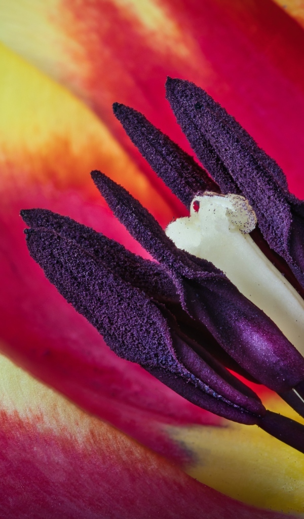 Серединка красивого тюльпана крупным планом