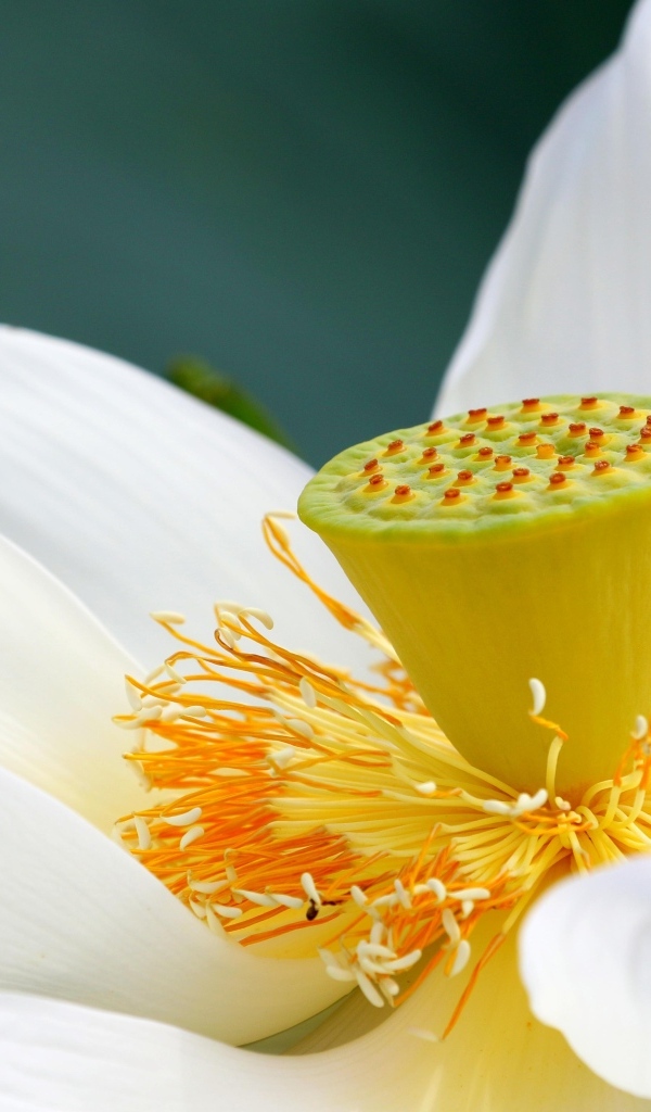 Середина нежного белого цветка лотоса